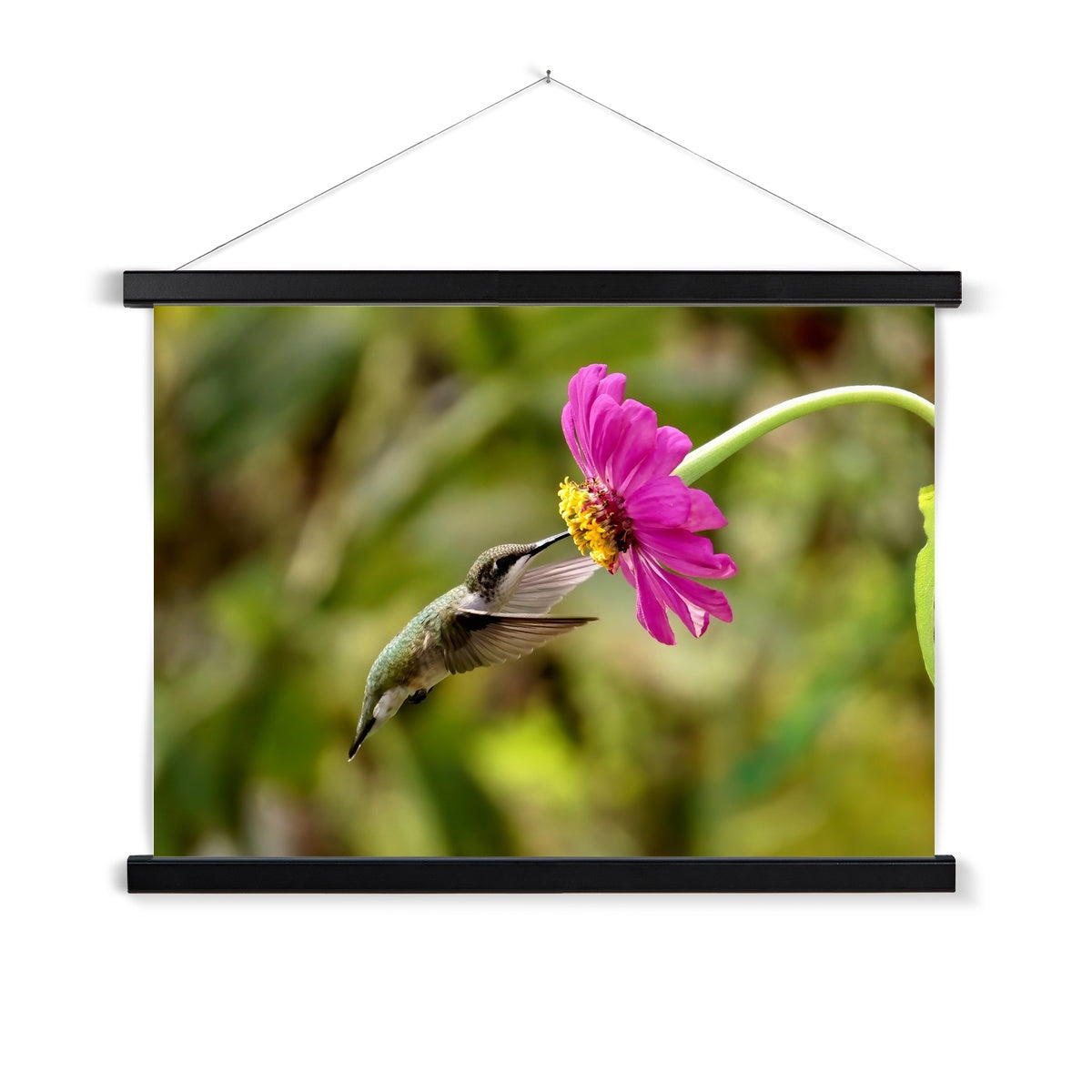 Hummingbird Looking Up Photography Fine Art Print with Hanger