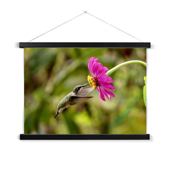 Hummingbird Looking Up Photography Fine Art Print with Hanger