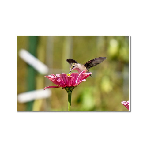 Hummingbird Hug C-Type Print