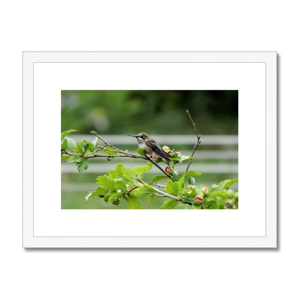 Hummingbird Buds Framed & Mounted Print
