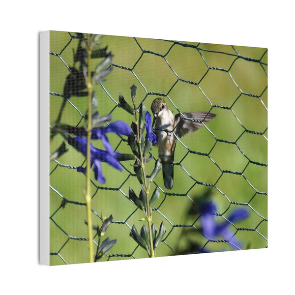 Fence Feeder Hummingbird Canvas Stretched, 0.75"