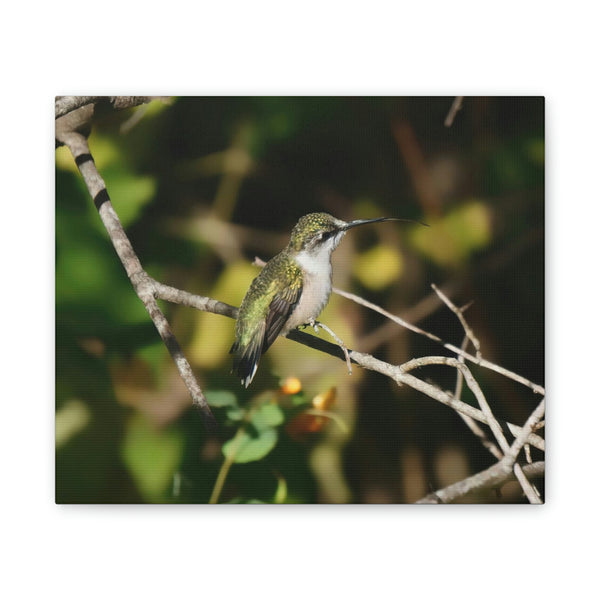 Tasting the Air Hummingbird Canvas Stretched, 0.75"