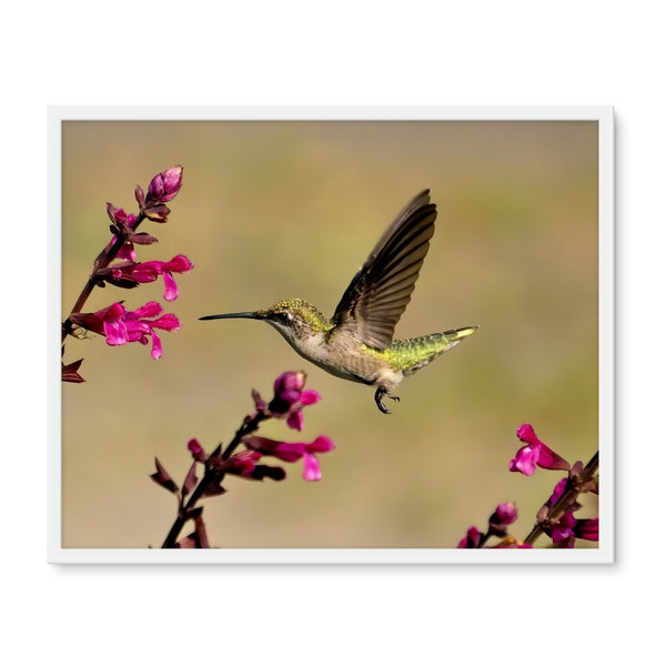 Hummingbird Dart Photography Framed Photo Tile