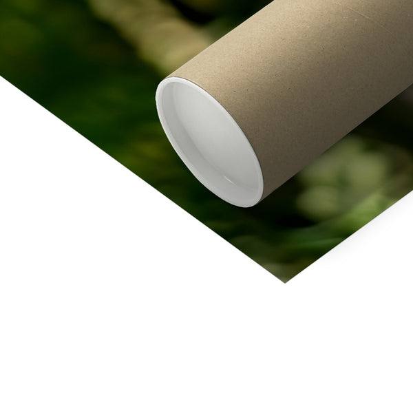 Snappy Light Hummingbirds Photo Art Print