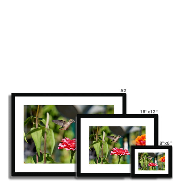 Hummingbird Hop Framed & Mounted Print