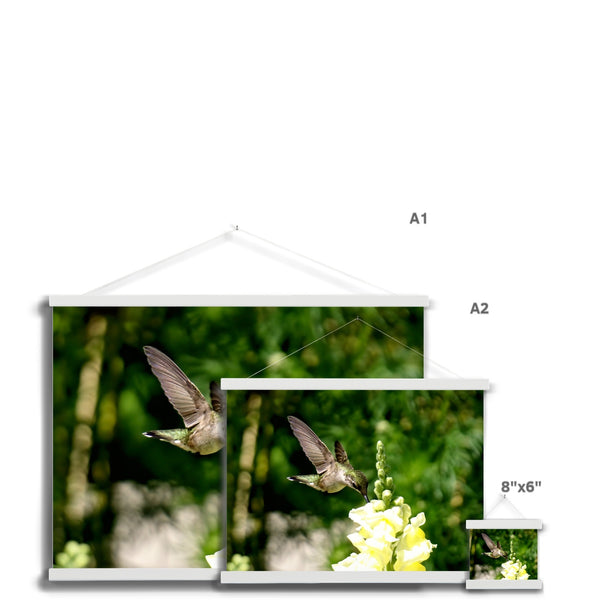 Snappy Light Hummingbirds Fine Art Print with Hanger