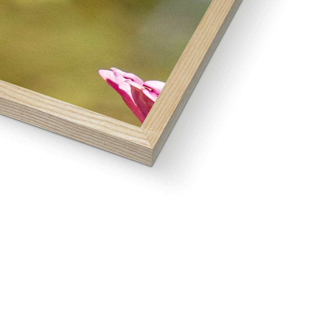 Hummingbird Hug Framed Print