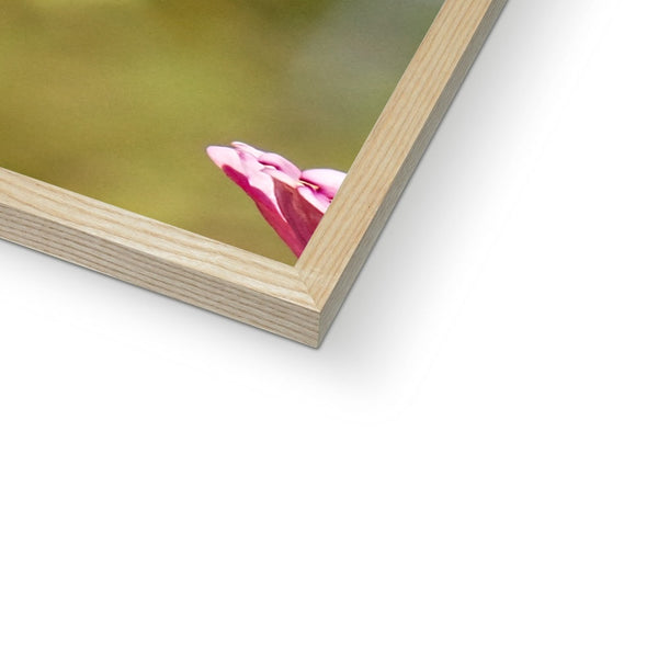 Hummingbird Hug Framed Print